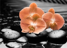 Obraz - Oranžové orchidey (70x50 cm)