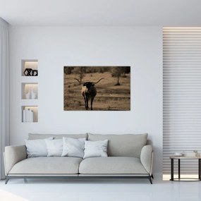 Obraz - Texaská krava (90x60 cm)