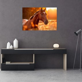 Obraz - Kôň v západe slnka (90x60 cm)