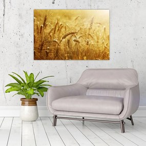 Obraz - Klasy obilia (90x60 cm)