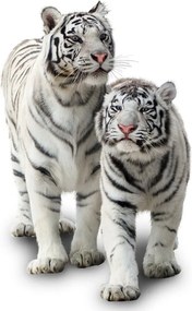 Obraz - Biely tiger (90x60 cm)