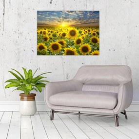 Sklenený obraz - Slnečnica pri západe slnka (70x50 cm)