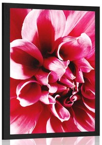 Plagát ružový kvet - 60x90 white