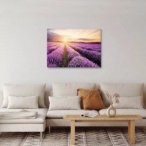 Obraz - Východ slnka v levanduľovom poli (70x50 cm)