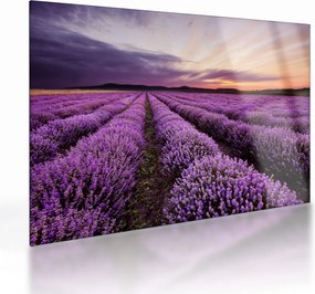 Sklenený obraz - Levanduľové pole pri západe slnka (70x50 cm)