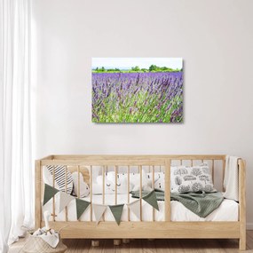 Sklenený obraz poľa s levanduľou (70x50 cm)