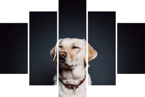 Obraz labradora (150x105 cm)