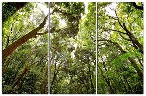 Obraz na plátne - Zelené stromy v lese 1194B (135x90 cm)