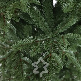 Jedľa Kaukazská 100% 150 cm