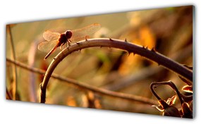 Obraz na akrylátovom skle Vážka príroda rastlina 125x50 cm