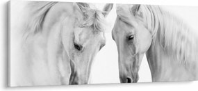 Obraz bielych koní (120x50 cm)