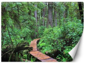 Fototapeta, Cesta tropickým pralesem - 250x175 cm