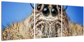 Obraz detailu pavúka (s hodinami) (90x30 cm)