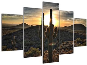 Obraz - kaktusy v slnku (150x105 cm)