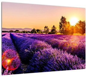 Sklenený obraz levanduľového pole, Provence (70x50 cm)