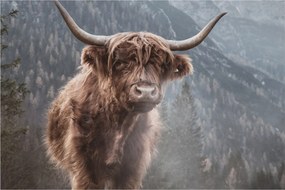 Obraz - Highlander krava (90x60 cm)