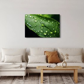 Obraz - List po daždi (90x60 cm)