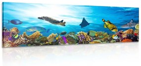 Obraz koralový útes s rybkami a korytnačkami - 120x40