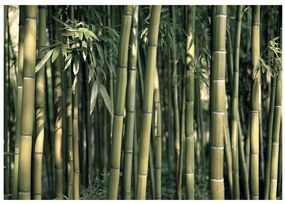 Artgeist Fototapeta - Bamboo Exotic Veľkosť: 150x105, Verzia: Standard