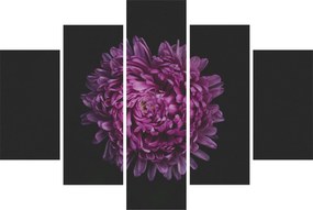 Obraz fialovej kvetiny (150x105 cm)