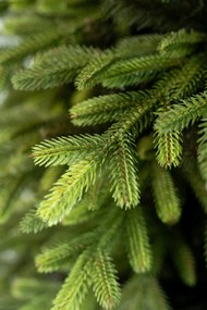 Limpol Vianočný stromček Exclusive Premium Výška stromčeka: 170 cm