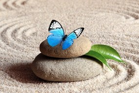 Obraz nádherný motýľ v Zen zátiší