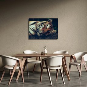 Obraz - Tiger Sibírsky (70x50 cm)