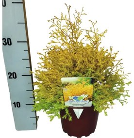 Tuja západná FloraSelf Thuja occidentalis 'Rheingold' výška 20-30 cm kvetináč 2 l
