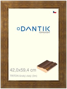 DANTIK rám na obraz 42x59,4 | TRITON široký zlatý (Plexi Čiré)