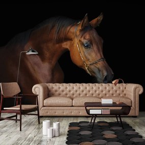 Fototapeta - Hnedý kôň na čiernom pozadí (254x184 cm)
