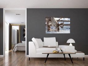 Obraz - Sob (90x60 cm)