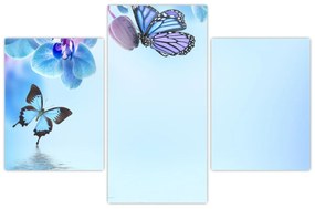Obraz - Motýľ na kvetoch orchidey, modrý (90x60 cm)