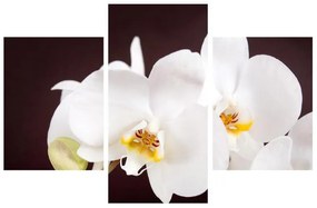 Obraz kvetov orchidee (90x60 cm)