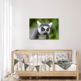 Sklenený obraz lemura (70x50 cm)