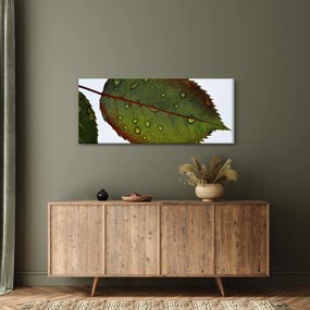 Obraz - List ruže (120x50 cm)