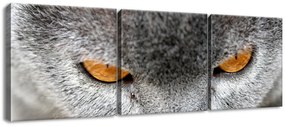 Gario Obraz na plátne Kocúr, Jenny Downing - 3 dielny Rozmery: 90 x 30 cm