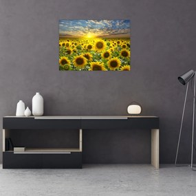 Obraz - Slnečnica pri západe slnka (70x50 cm)
