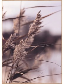 Obraz 50x70 cm Mellow Grasses 3 – Malerifabrikken