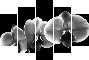 Obraz kvetu orchidey (150x105 cm)
