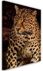 Gario Obraz na plátne Leopardia fotografia na čiernom pozadí Rozmery: 40 x 60 cm