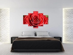 Obraz kvetu ruže (150x105 cm)