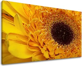 Obraz na stenu KVETY KV023E11 - 40x60 cm