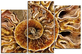 Obraz na plátne - Textúra fosílie 1174D (120x80 cm)