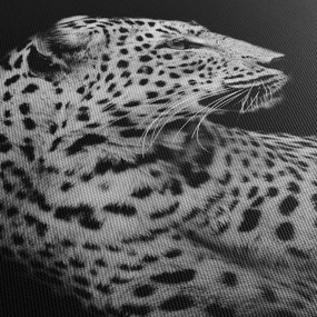 Obraz - Leopard (70x50 cm)
