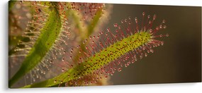 Obraz rastliny (120x50 cm)
