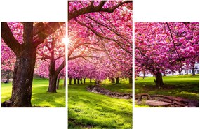Obraz rozkvitnutých čerešní, Hurd Park, Dover, New Jersey (90x60 cm)