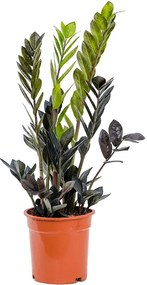 Zamioculcas zamiifolia raven 17x65 cm