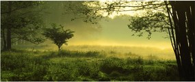 Obraz - Prebúdzajúci sa les (120x50 cm)