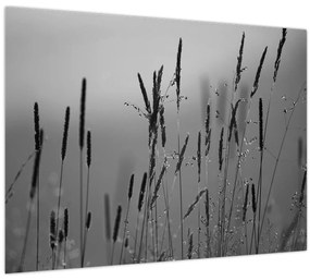 Sklenený obraz - Steblá trávy (70x50 cm)
