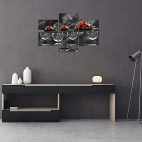Obraz - Lienka sedembodková, čiernobiela (90x60 cm)